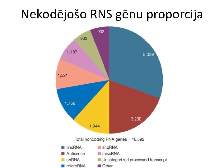 Nekodējošo RNS gēnu proporcija 