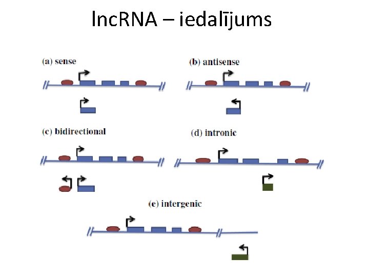 lnc. RNA – iedalījums 