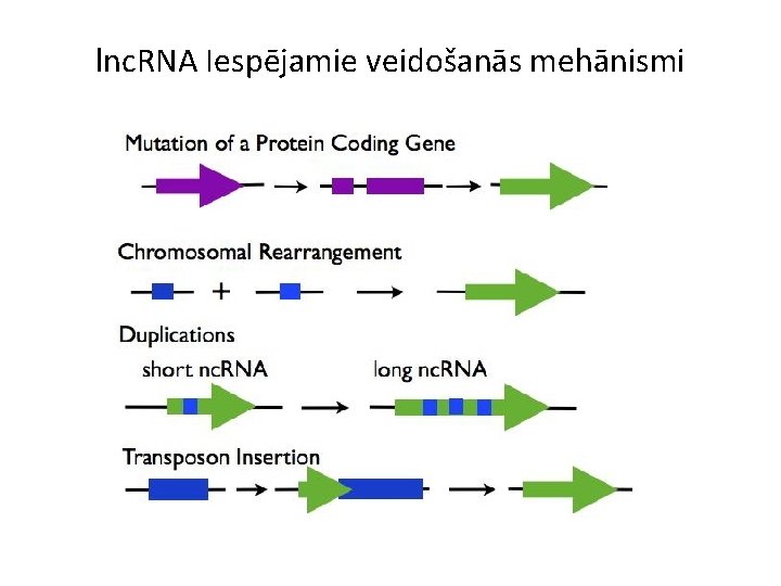 lnc. RNA Iespējamie veidošanās mehānismi 