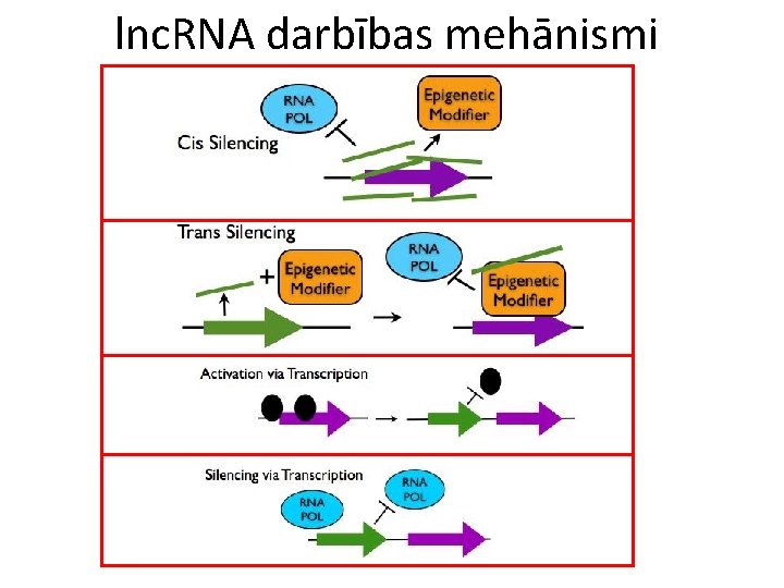 lnc. RNA darbības mehānismi 