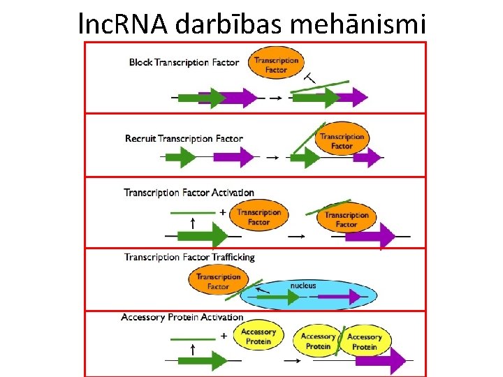 lnc. RNA darbības mehānismi 