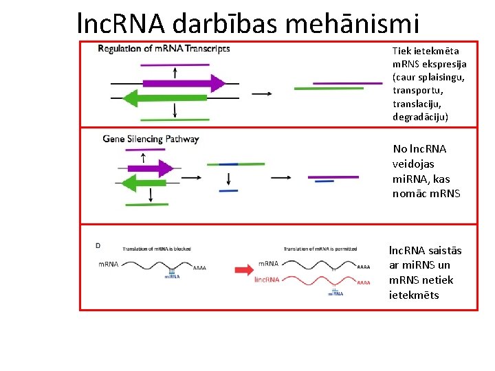 lnc. RNA darbības mehānismi Tiek ietekmēta m. RNS ekspresija (caur splaisingu, transportu, translaciju, degradāciju)
