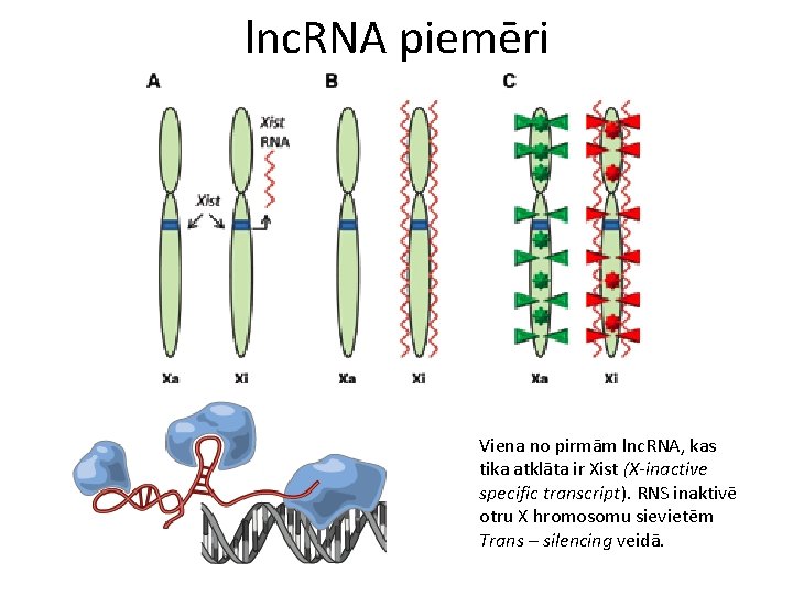 lnc. RNA piemēri Viena no pirmām lnc. RNA, kas tika atklāta ir Xist (X-inactive