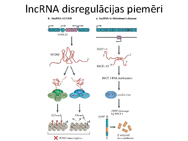 lnc. RNA disregulācijas piemēri 