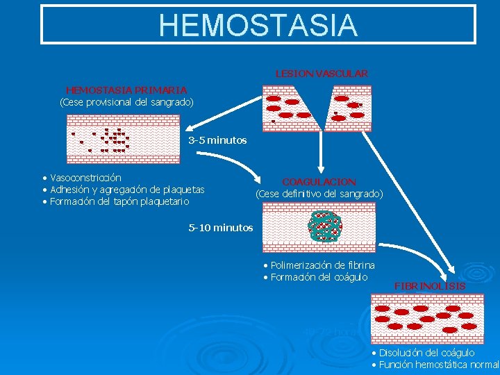 HEMOSTASIA LESION VASCULAR HEMOSTASIA PRIMARIA (Cese provisional del sangrado) 3 -5 minutos • Vasoconstricción