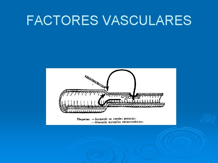FACTORES VASCULARES 