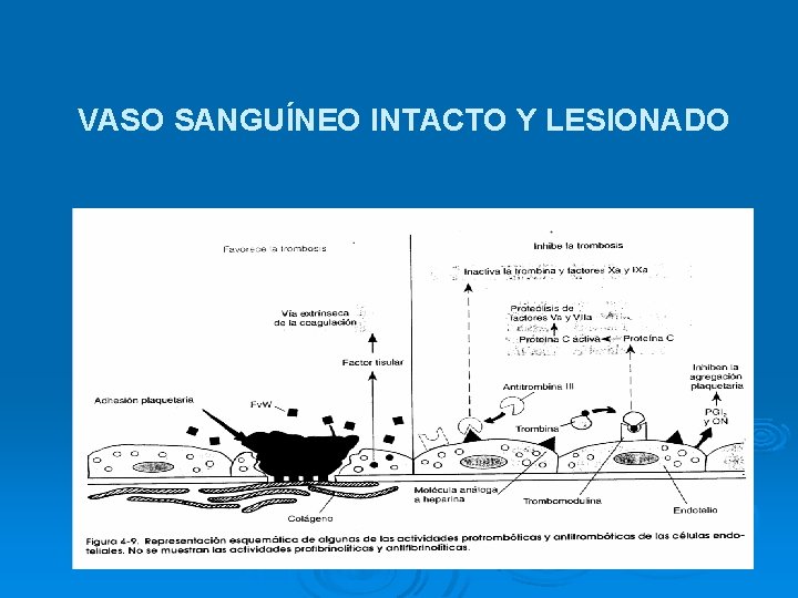 VASO SANGUÍNEO INTACTO Y LESIONADO 