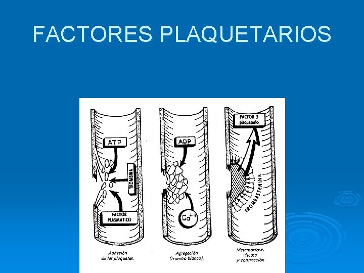 FACTORES PLAQUETARIOS 