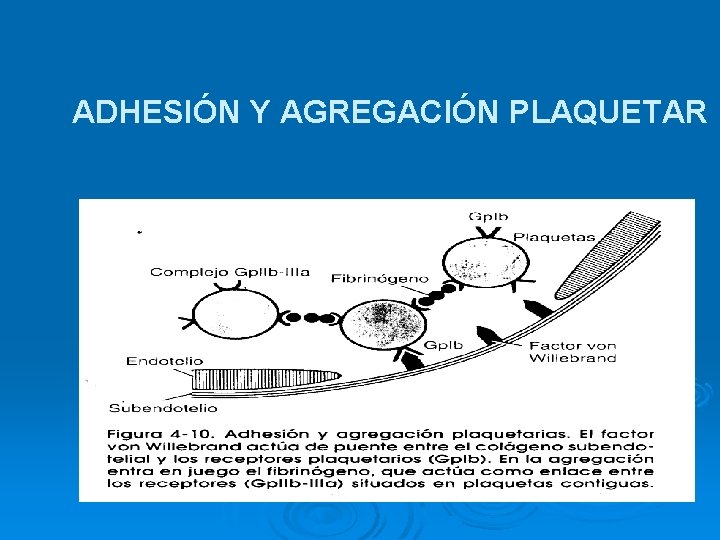 ADHESIÓN Y AGREGACIÓN PLAQUETAR 