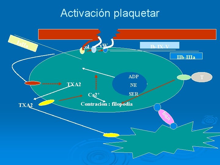 Activación plaquetar Ia. II a col v. W Ib-IX-V IIb-IIIa ADP NENE TXA 2