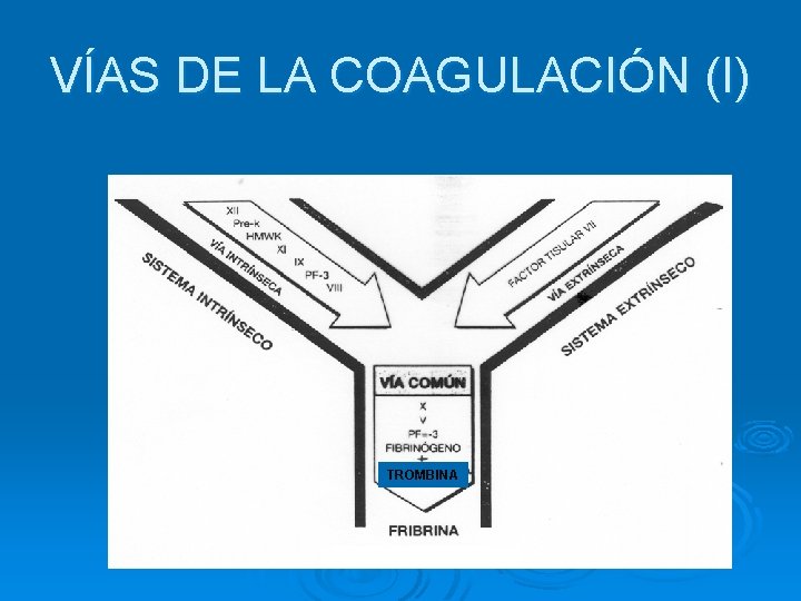 VÍAS DE LA COAGULACIÓN (I) TROMBINA 