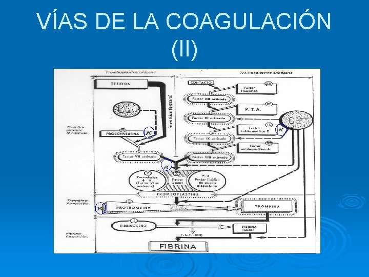 VÍAS DE LA COAGULACIÓN (II) 