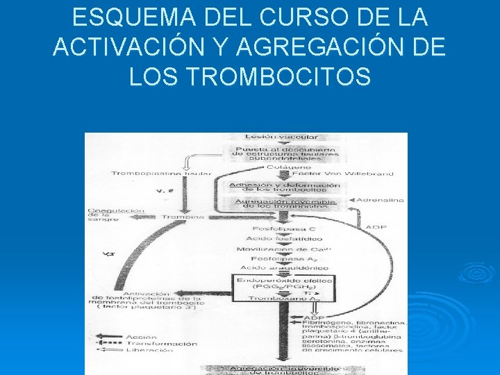 ESQUEMA DEL CURSO DE LA ACTIVACIÓN Y AGREGACIÓN DE LOS TROMBOCITOS 