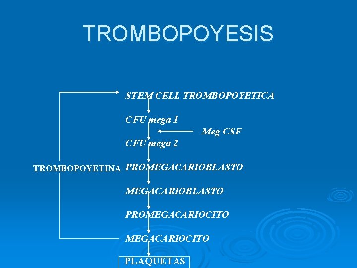TROMBOPOYESIS STEM CELL TROMBOPOYETICA CFU mega 1 Meg CSF CFU mega 2 TROMBOPOYETINA PROMEGACARIOBLASTO