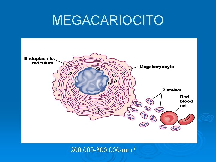 MEGACARIOCITO 200. 000 -300. 000/mm 3 