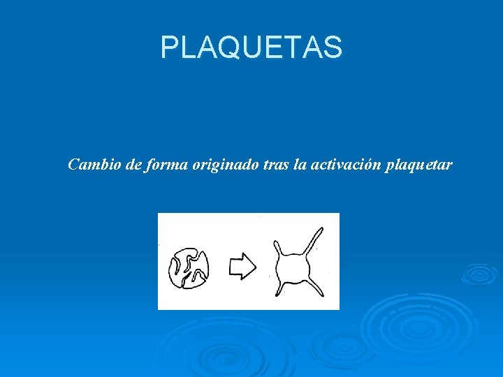 PLAQUETAS Cambio de forma originado tras la activación plaquetar 