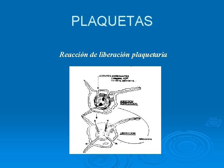 PLAQUETAS Reacción de liberación plaquetaria 