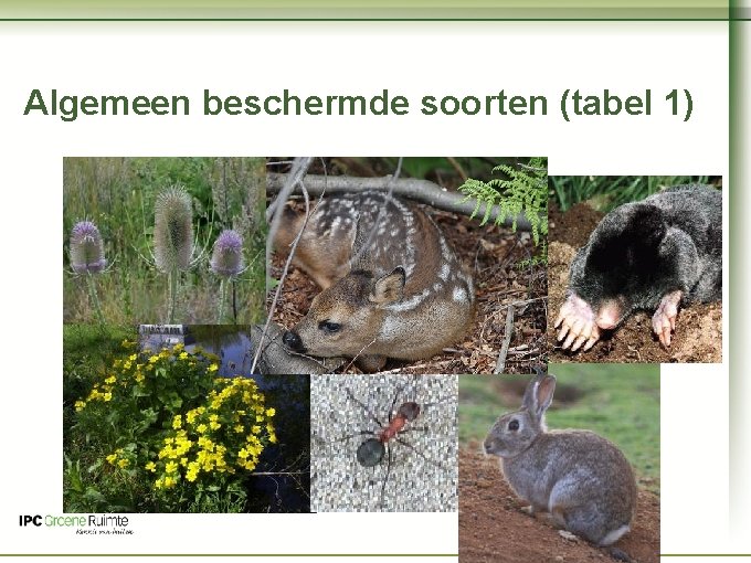 Naam cursus Algemeen beschermde soorten (tabel 1) 