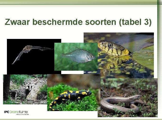 Naam cursus Zwaar beschermde soorten (tabel 3) 