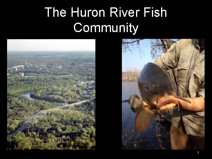 The Huron River Fish Community 1 