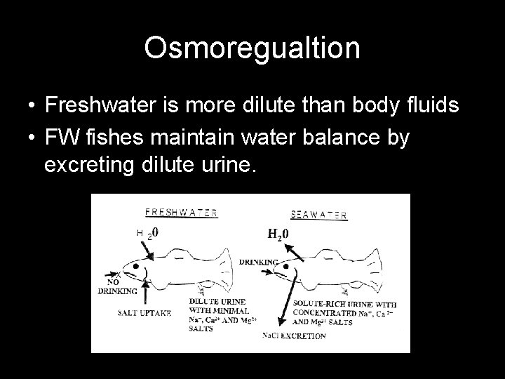 Osmoregualtion • Freshwater is more dilute than body fluids • FW fishes maintain water