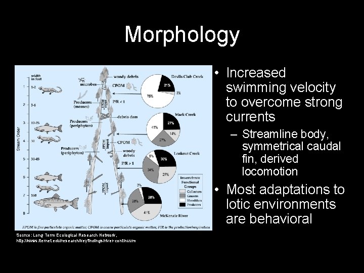 Morphology • Increased swimming velocity to overcome strong currents – Streamline body, symmetrical caudal