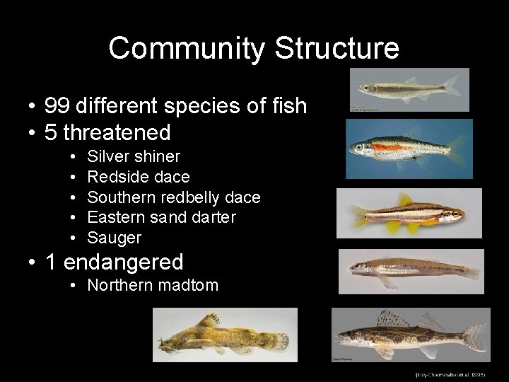 Community Structure • 99 different species of fish • 5 threatened • • •