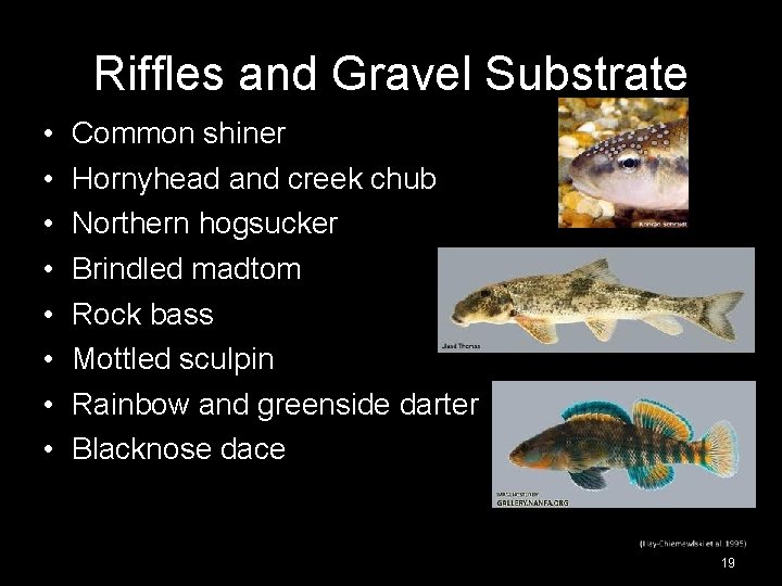 Riffles and Gravel Substrate • • Common shiner Hornyhead and creek chub Northern hogsucker