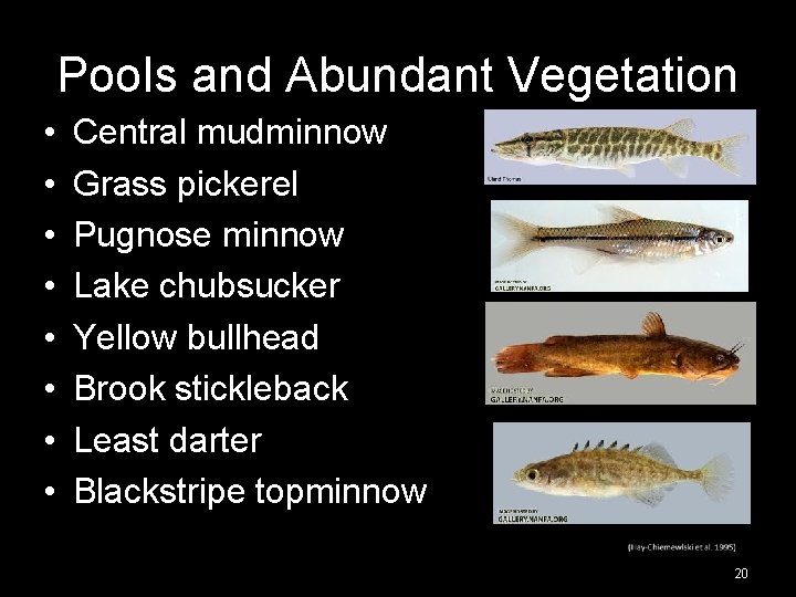 Pools and Abundant Vegetation • • Central mudminnow Grass pickerel Pugnose minnow Lake chubsucker