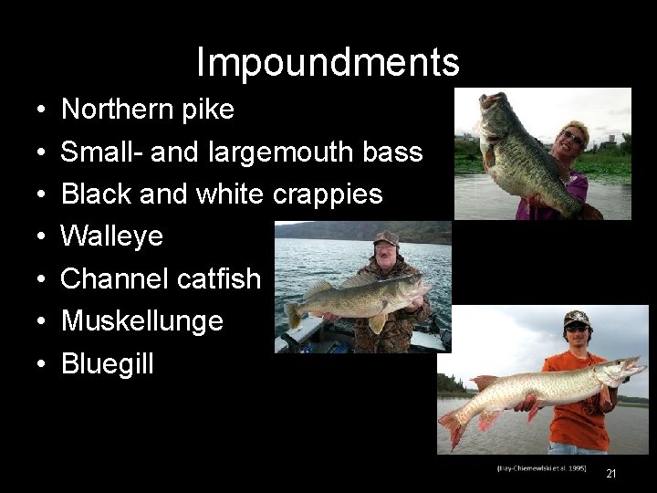 Impoundments • • Northern pike Small- and largemouth bass Black and white crappies Walleye