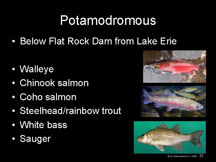 Potamodromous • Below Flat Rock Dam from Lake Erie • • • Walleye Chinook