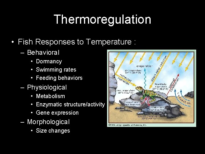 Thermoregulation • Fish Responses to Temperature : – Behavioral • Dormancy • Swimming rates