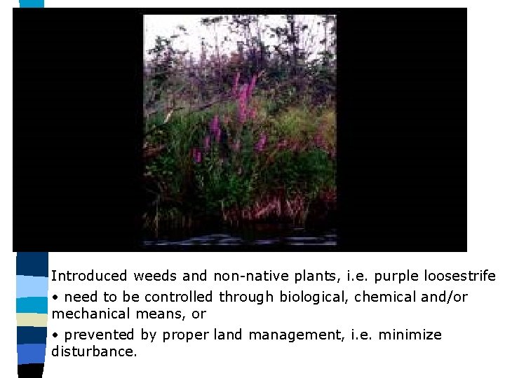 Introduced weeds and non-native plants, i. e. purple loosestrife • need to be controlled