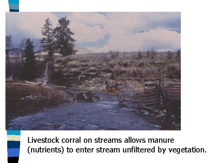 Livestock corral on streams allows manure (nutrients) to enter stream unfiltered by vegetation. 