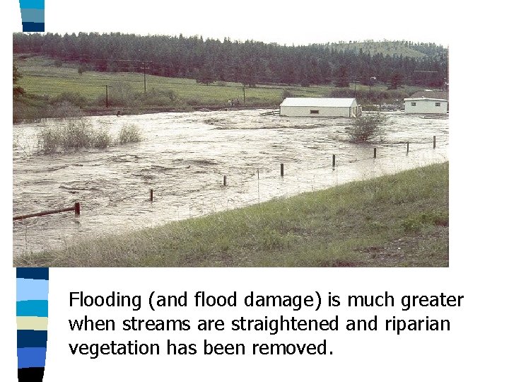 Flooding (and flood damage) is much greater when streams are straightened and riparian vegetation