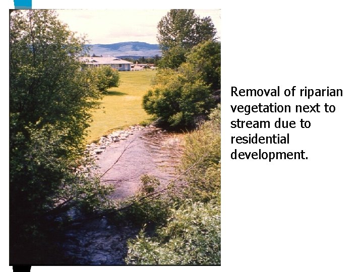 Removal of riparian vegetation next to stream due to residential development. 