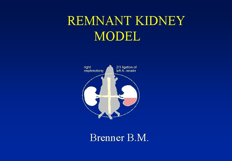 REMNANT KIDNEY MODEL Brenner B. M. 