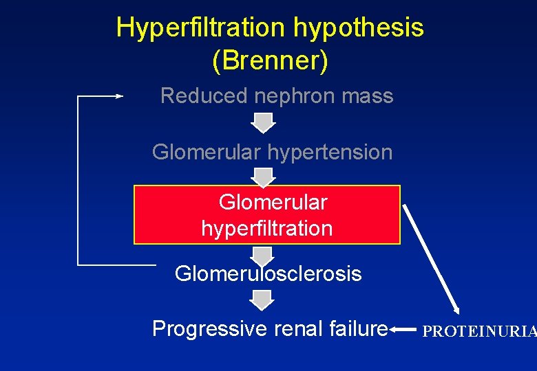 Hyperfiltration hypothesis (Brenner) Reduced nephron mass Glomerular hypertension Glomerular hyperfiltration Glomerulosclerosis Progressive renal failure