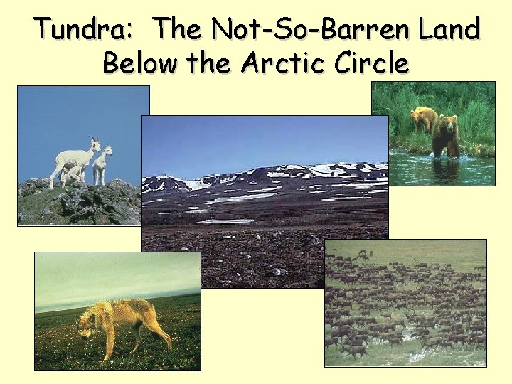 Tundra: The Not-So-Barren Land Below the Arctic Circle 