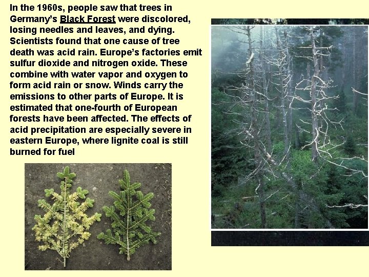 In the 1960 s, people saw that trees in Germany’s Black Forest were discolored,