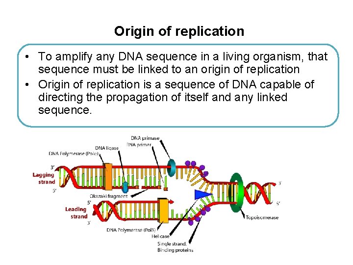 Origin of replication • To amplify any DNA sequence in a living organism, that