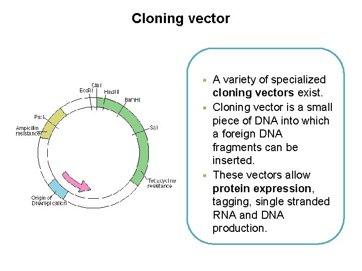 Cloning vector • A variety of specialized cloning vectors exist. • Cloning vector is