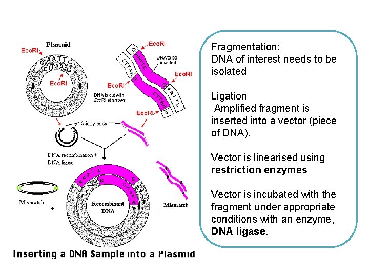 Fragmentation: DNA of interest needs to be isolated Ligation Amplified fragment is inserted into Fragmentation: DNA of interest needs to be isolated Ligation Amplified fragment is inserted into