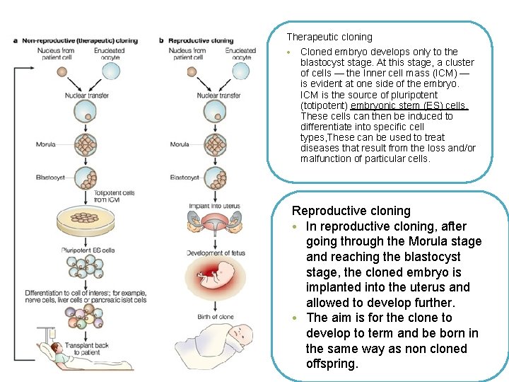 Therapeutic cloning • Cloned embryo develops only to the blastocyst stage. At this stage, Therapeutic cloning • Cloned embryo develops only to the blastocyst stage. At this stage,