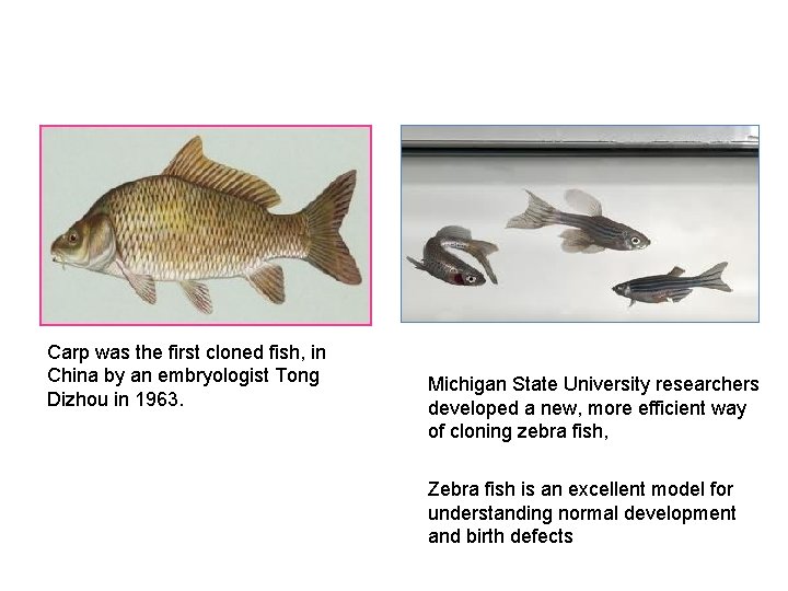 Carp was the first cloned fish, in China by an embryologist Tong Dizhou in