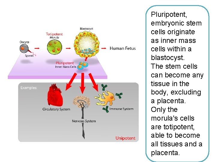 Pluripotent, embryonic stem cells originate as inner mass cells within a blastocyst. The stem