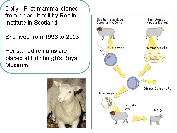 Dolly - First mammal cloned from an adult cell by Roslin Institute in Scotland