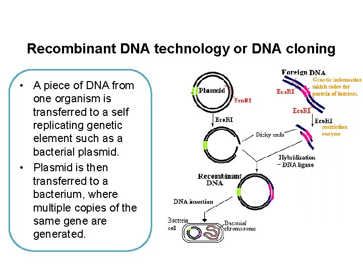 Recombinant DNA technology or DNA cloning • A piece of DNA from one organism Recombinant DNA technology or DNA cloning • A piece of DNA from one organism