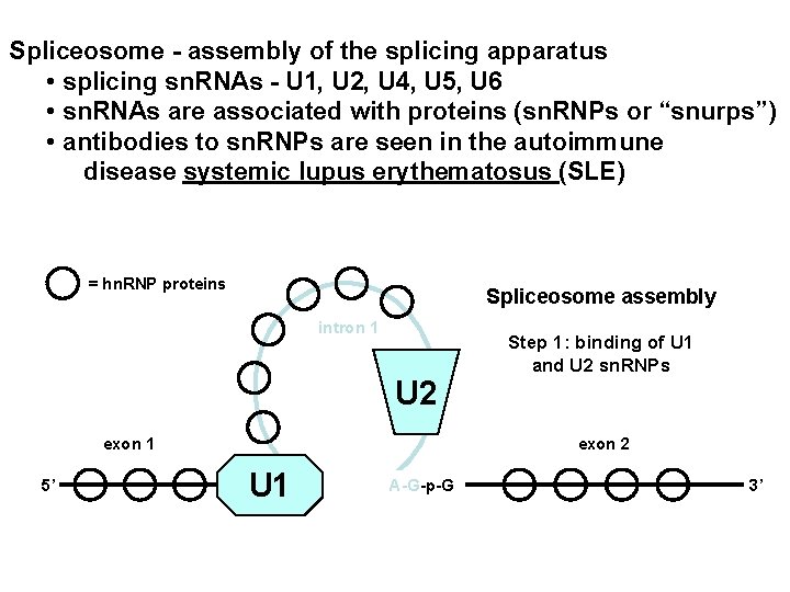 Spliceosome - assembly of the splicing apparatus • splicing sn. RNAs - U 1,