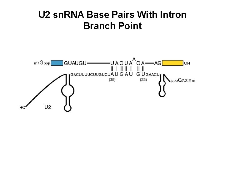 U 2 sn. RNA Base Pairs With Intron Branch Point 